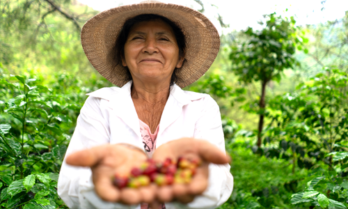 Farmer showing two handfuls of coffee beans