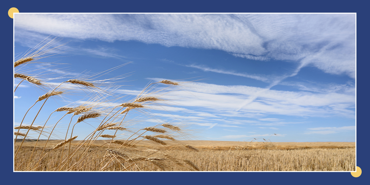 Photo of a prairie field with a bright blue sky streaked with clouds and stalks of wheat blowing in the wind on the left. Inside a dark blue box in the centre of the photo is the text “Groundbreaking Research on FASD”. 