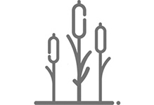 Icon of cat tail plants