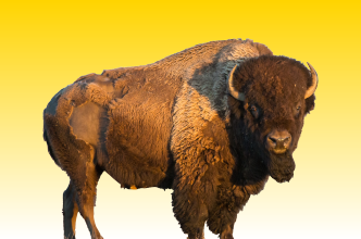 bison